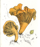 water colored etching of a cantharellus cibarius mushroom