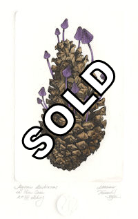 etching of a pinecone with mycena mushrooms rooted in