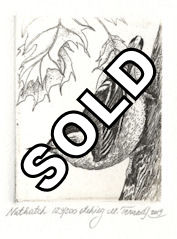original etchings of a nuthatch