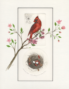 2 plate etching of a cardinal and nest