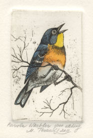 orginal etchings of a parula warbler