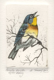orginal etchings of a parula warbler