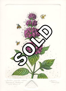 Fine art etching of a blooming peppermint plant that has become urbanized