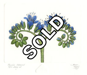 a straight on view of a phacelia plant that is partially urbanized