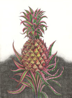 etching of an urbanized pineapple