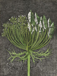 Image of a Queen Anne's Lace that is 1/2 urbanized