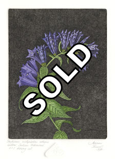 fine art etching of a willow gentian that has been urbanized
