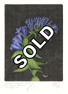fine art etching of a willow gentian that has been urbanized