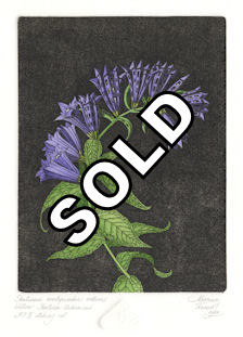 fine art etching of a willow gentian that has been urbanized