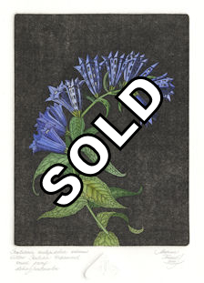 fine art etching of a willow gentian that has been urbanized