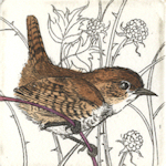 etching of a small wren sitting on a twig